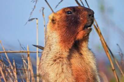 «Уморительный» сурок попал в кадр оренбуржцу