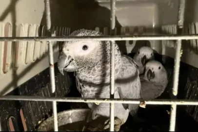 На границе Оренбуржья задержали траурных какаду Бэнкса и еще 100 экзотических птиц