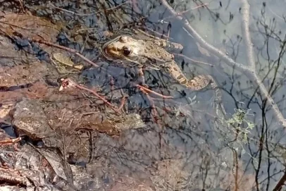 В Бузулукском бору вышли из спячки озерные лягушки