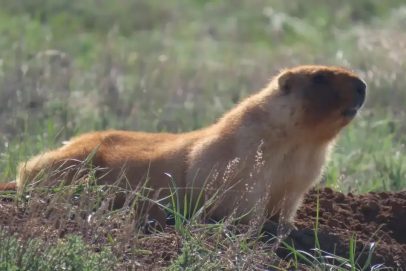 В «Светлинском» заказнике сурки греют бока, а пеликаны уже в гостях