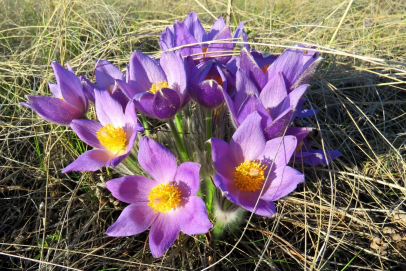 Глобальное потепление в деле: оренбургская степь бьет рекорды пробуждения