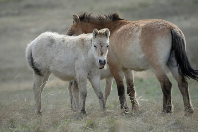 Беби-бум у лошадей Пржевальского: В Центре реинтродукции Оренбуржья ждут пополнение