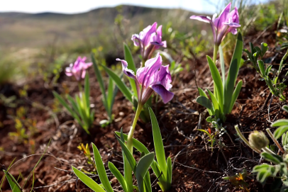 Смотрим и любуемся, как зацветает Оренбуржье