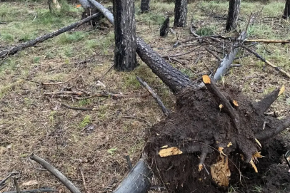 В Оренбуржье во время работ на электромонтера упало дерево, мужчина погиб