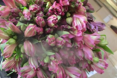 В Оренбуржье пресечен ввоз семи тысяч зараженных трипсом альстромерий из Казахстана