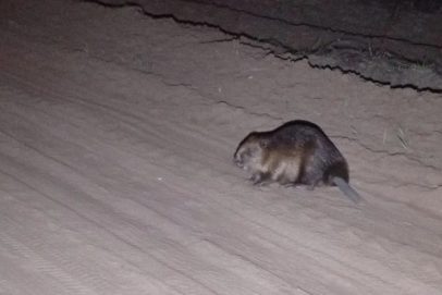 Бобры Бузулукского бора вышли во взрослую жизнь. Без бантов и вальса, зато с крепкими зубами