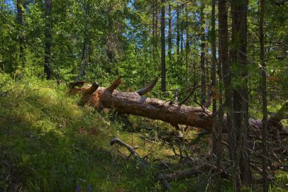 В Оренбуржье незаконная вырубка зелёных насаждений влечёт серьёзные последствия