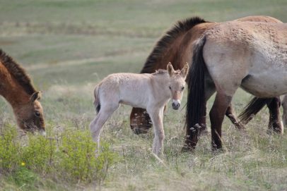 В Оренбуржье родился первый в этом году жеребенок лошади Пржевальского