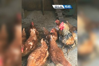 В Оренбургской области с 2026 года стартует новая программа господдержки фермеров