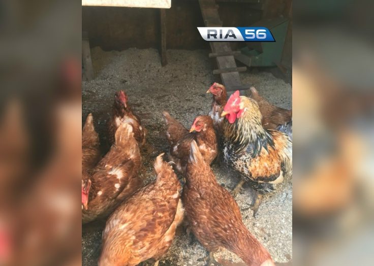 В Оренбургской области с 2026 года стартует новая программа господдержки фермеров