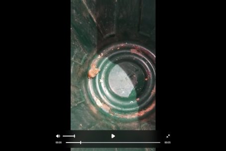 Сезон шашлыков и опасности от мышей: как оренбуржцам не подхватить лихорадку