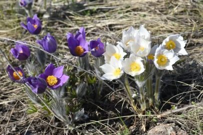 Жителям Оренбуржья напомнили об ответственности за продажу первоцветов