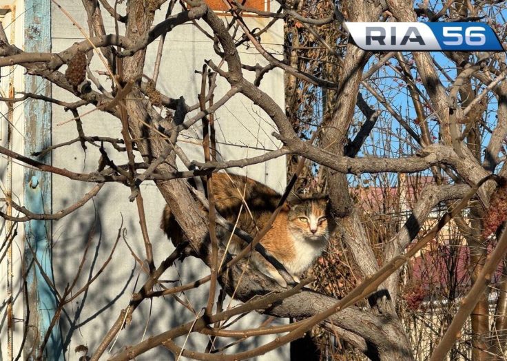 Стало известно, какая погода ждёт оренбуржцев на предстоящие выходные