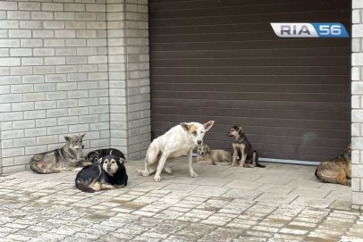 Мэрию Оренбурга обязали через суд заняться отловом бездомных собак