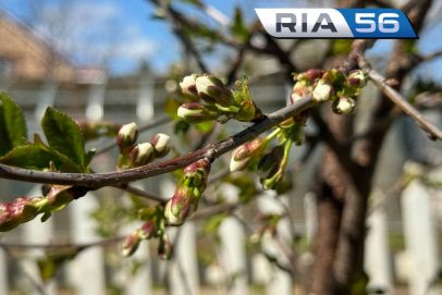 Черемуха зацветает — куртку надевать заставляет. Оренбуржцев снова ждут дожди и холод