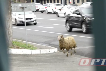 В Оренбурге баран удрал с Курбан-байрама и носится по улицам
