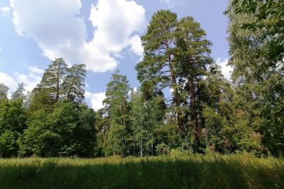 В Бузулукском бору ввели полный запрет на посещение леса и въезд на транспорте