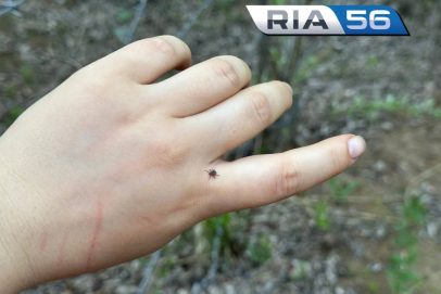 Энцефалита и боррелиоза нет: за неделю клещи покусали 178 оренбуржцев