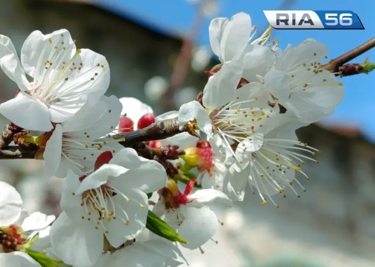 Страна встречает Первомай: как Оренбуржье отмечает День весны и труда