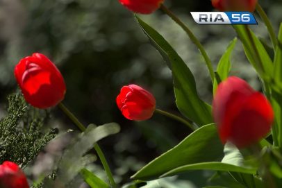 В ночь на 25 мая в Оренбуржье дождей не ожидается и до +12 градусов