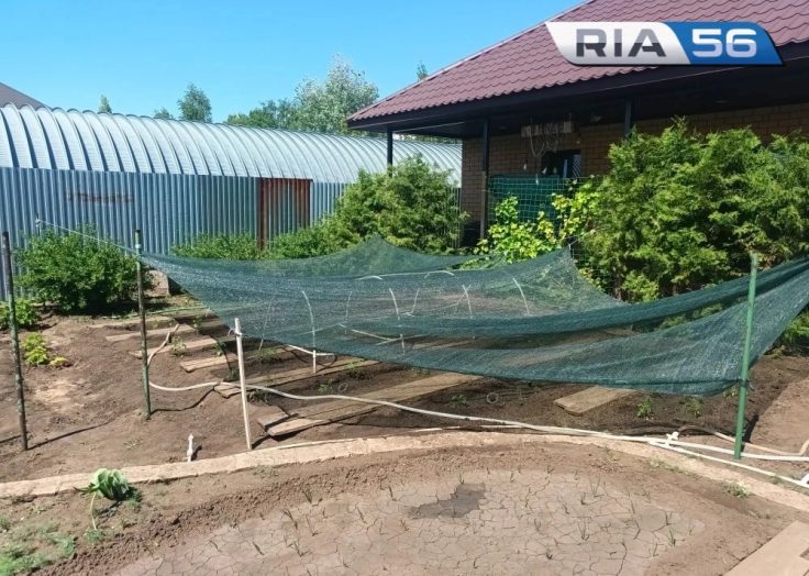 Ловите лайфхак: как оренбуржцам легко спасти горящую на солнце рассаду помидоров