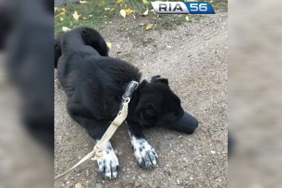 Жестокое обращение с животным: в Гае мужчина подозревается в избиении собаки