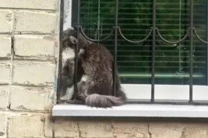 Когда даже цены на бензин действуют лучше валерьянки: невероятная история спасения кошки