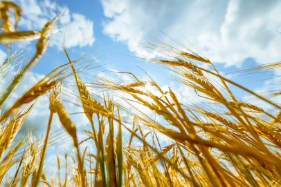 242,4 млн долларов с начала года: Оренбуржье вдвое нарастило экспорт продукции АПК