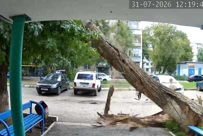 Упавшее дерево едва не задело прохожих в Оренбурге