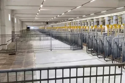 Оренбургские инженеры дают старт крупному свинокомплексу в Сакмарском районе