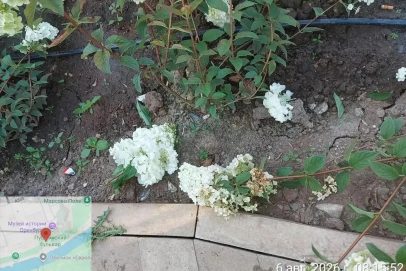 В Оренбурге юные вандалы уничтожили цветы в сквере у Елизаветинских ворот