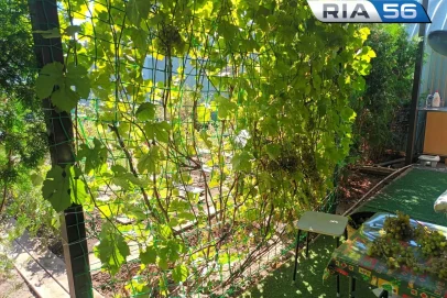 В августе помогаем винограду созреть: что нужно сделать оренбуржцам для хорошего урожая