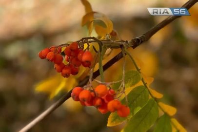 Прощай, бабье лето: в Оренбуржье жара сменится ливнями и похолоданием