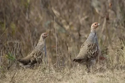 Перепёлки попали в объектив оренбургского фотографа