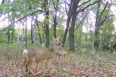 Осенний променад: косули попали в объектив фотоловушки в Оренбуржье